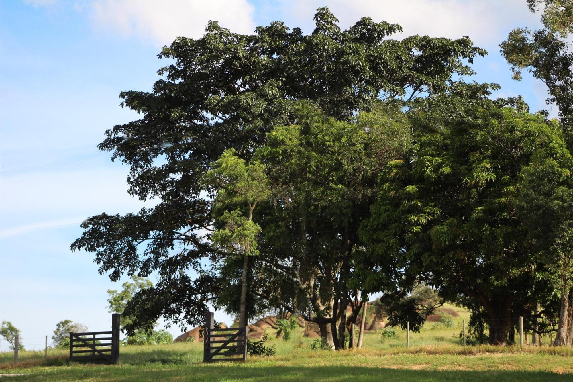 Limoeiro Da Concordia Hotel Fazenda De Charme Cabreúva Exteriör bild